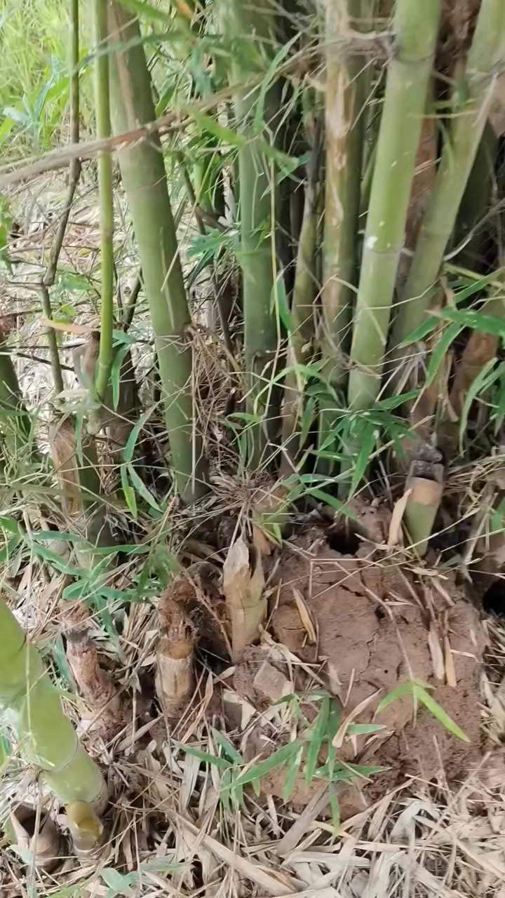 Rattana Tongtip