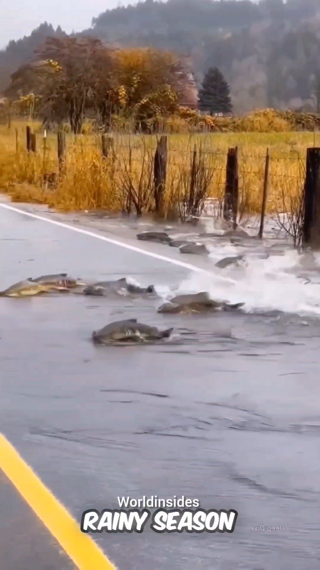 “Why Do Fish Appear on the Ground When It Rains?” #fish #river #facts ...