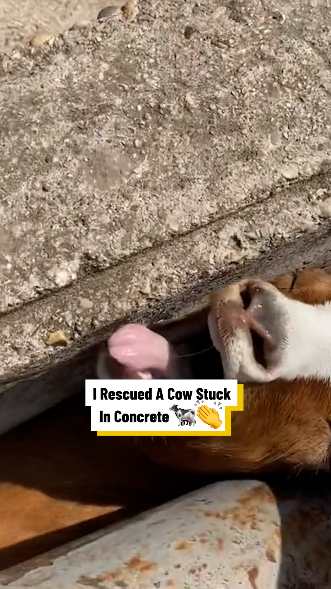 I Rescued A Cow Stuck In Concrete 🐮😳 | Lovimals | Facebook