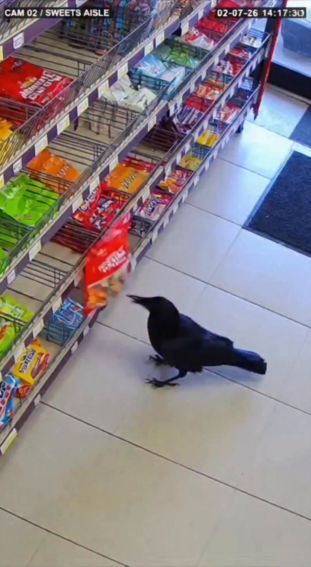 Crow's Heartfelt Gesture Witness a crow's heartwarming act of sharing ...