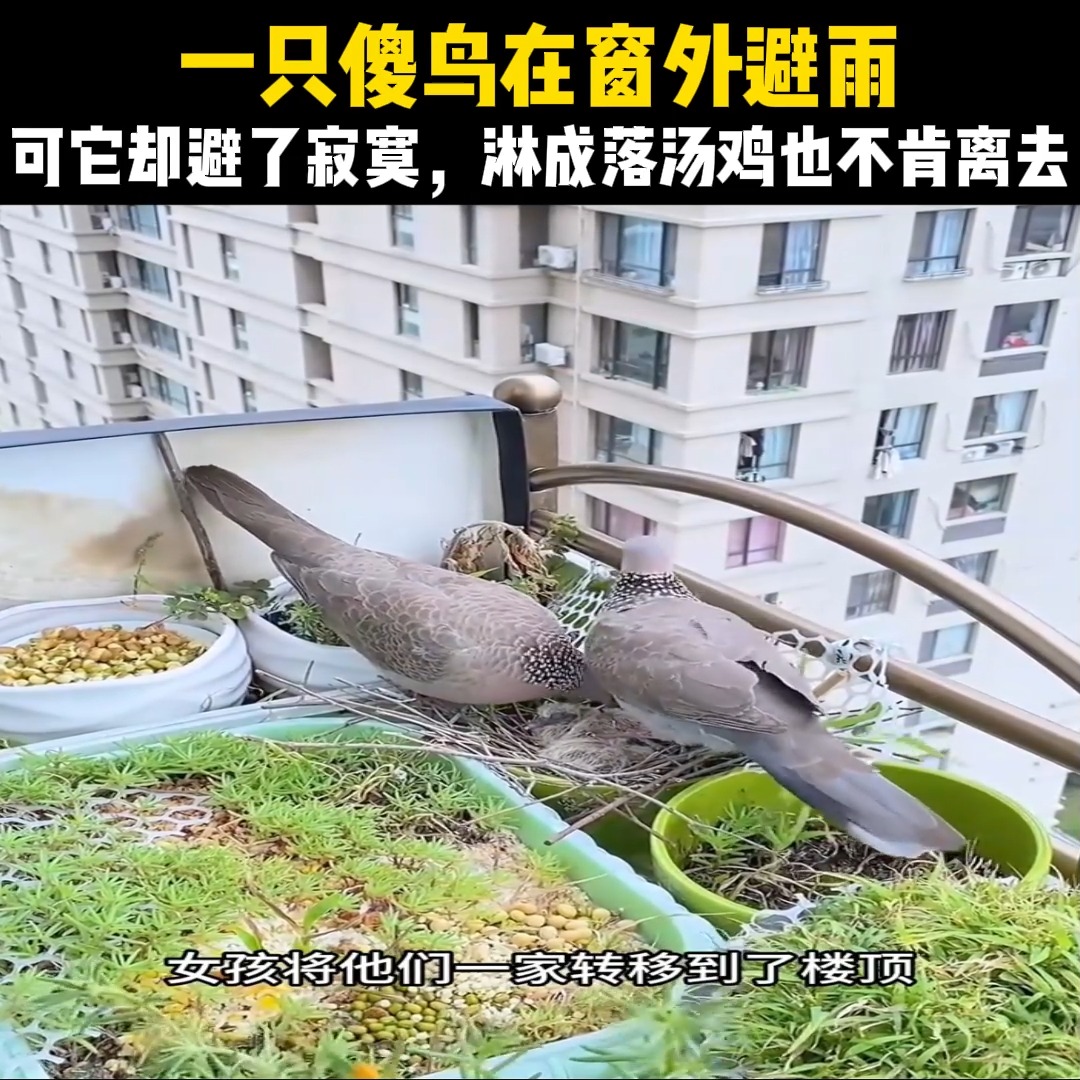 一只傻鸟在窗外避雨，可它却避了寂寞，淋成落汤鸡也不肯离去 | 好剧每天看 | Facebook