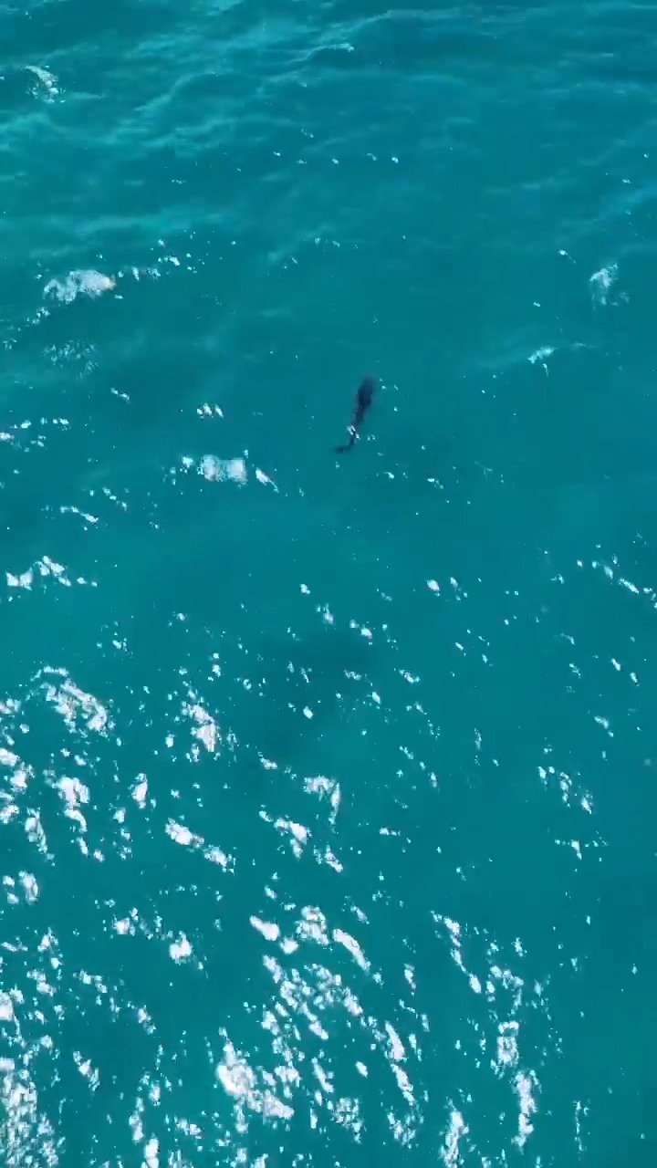 🦈 A community member shared this video of what appears to be a