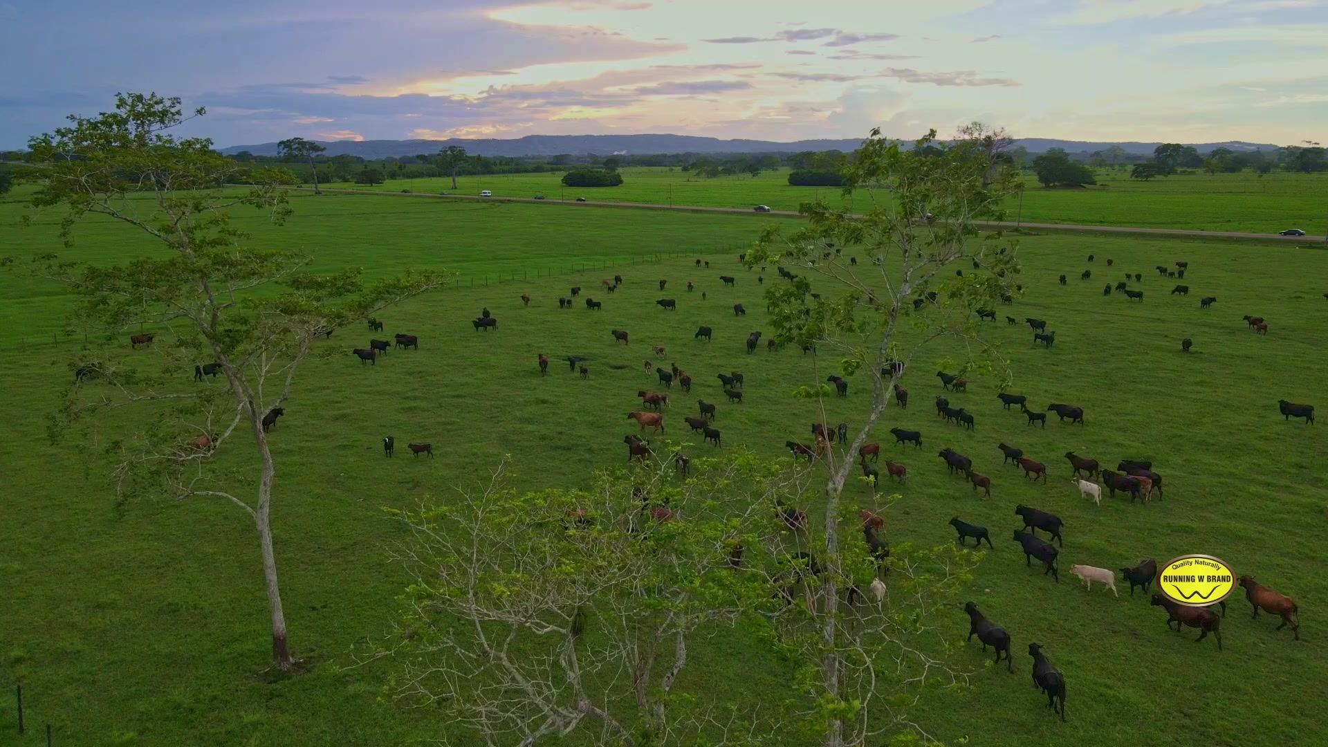 Our Black Angus cross cattle grazing fresh pasture — backed by over 25 ...