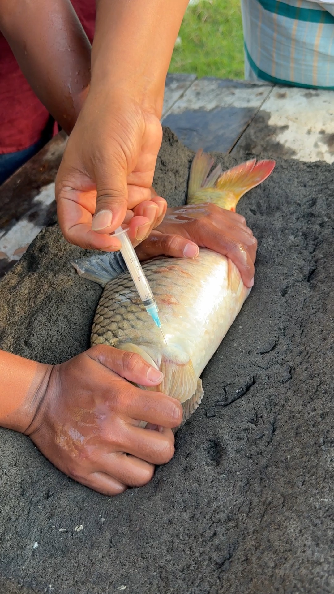 Crap Fish Injection #reels | Extreme Fish World | Facebook
