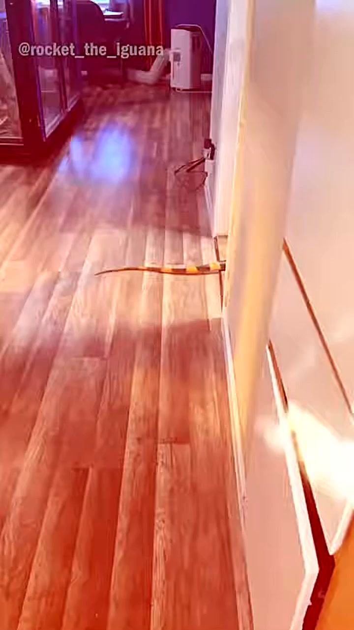 Iguana Causes Chaos In House-000 | Nell Rowland | Facebook