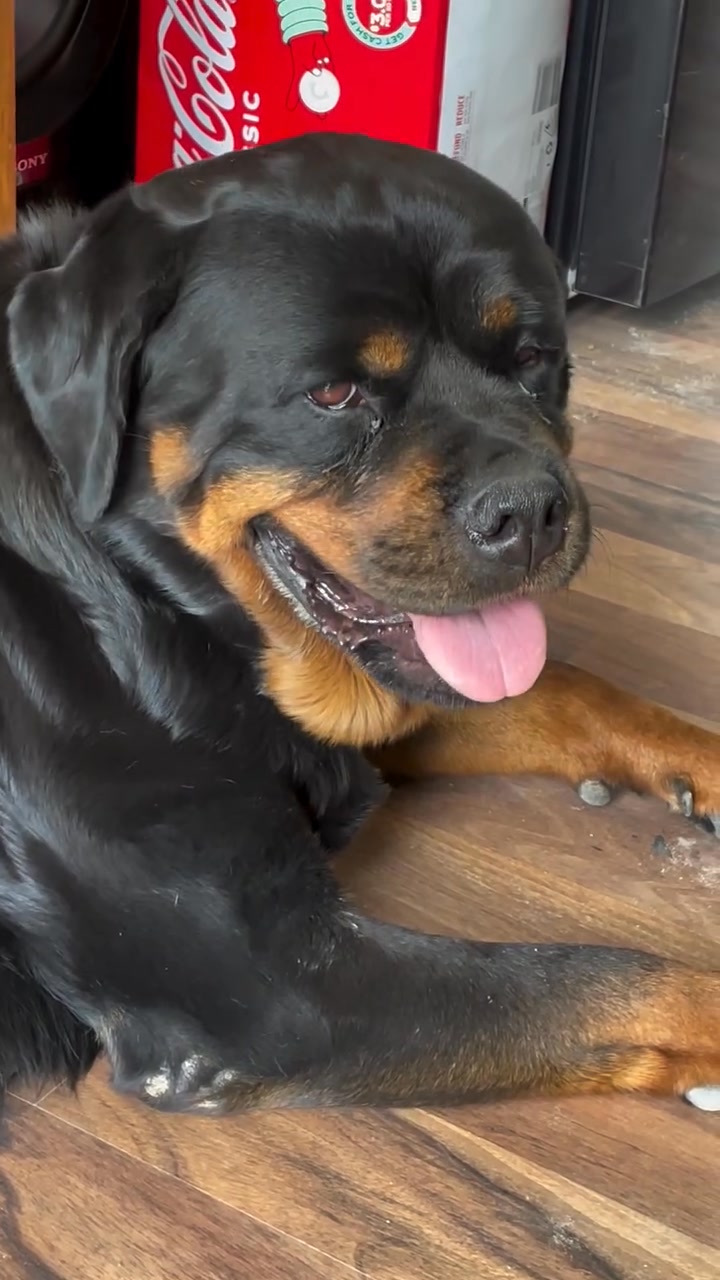 Xena 🤷‍♂️ what are you doing 👅🤣 | Growler Rottweilers | Facebook