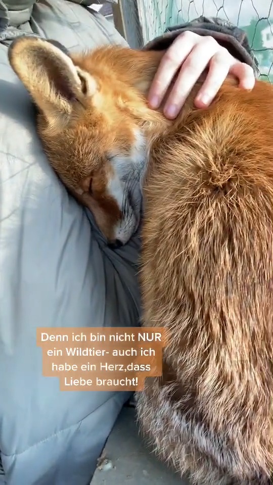 282_🦊🧡 Kiki freut sich über jede Nachricht bei Instagram kikithefox_ # ...