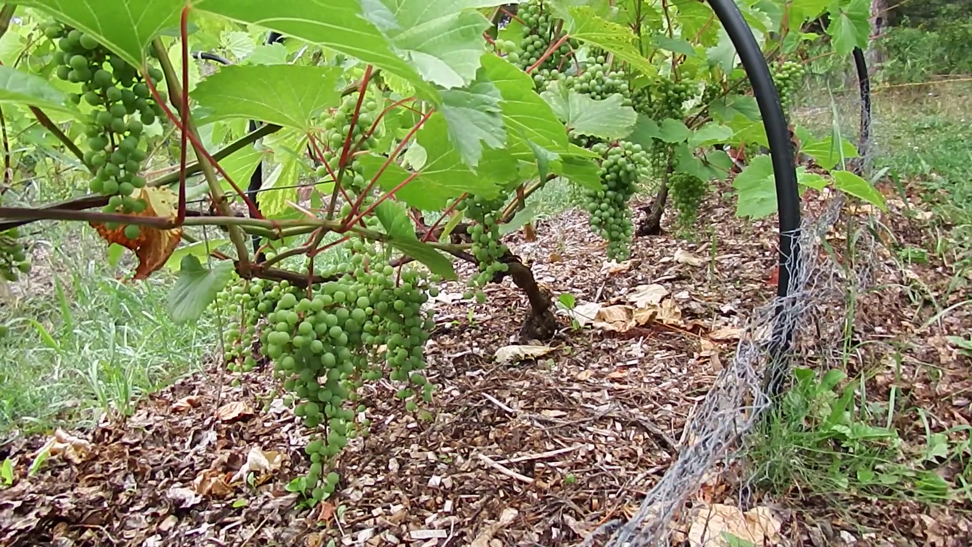 vignes-abitibi-avec-les-belles-journ-es-chaudes-de-juillet-nos