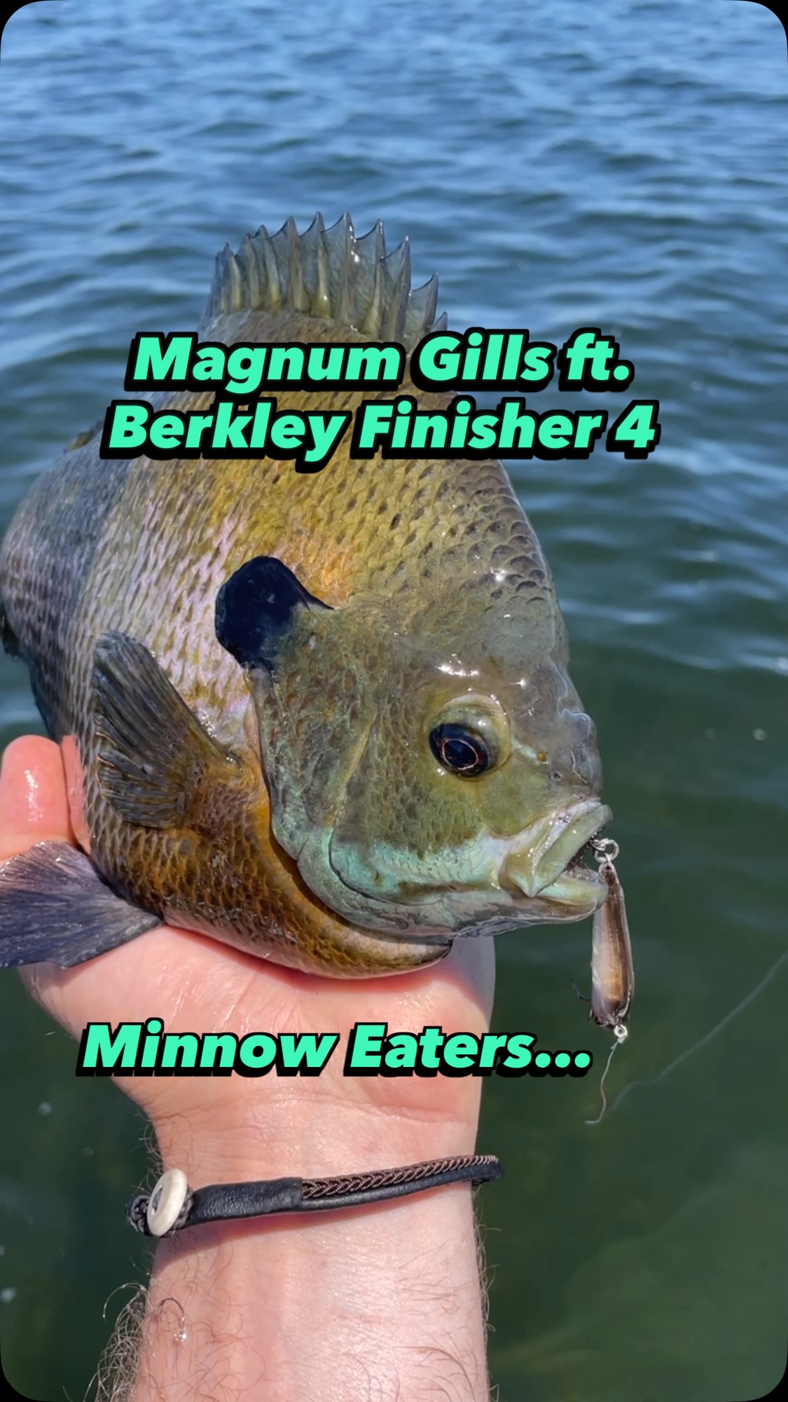 bass fishing with a sunfish lure LIVETARGET Swimbait 3 1/2": Natural Blue Pumpkinseed Add the LIVETARGET Sunfish Soft Body Swimbait to your tackle box and catch those unsuspecting sunfish predators in a jiffy Sunfish fishing in Connecticut