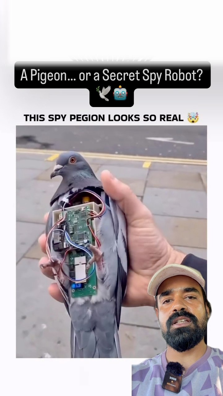 This pigeon looks completely real, but inside it hides advanced