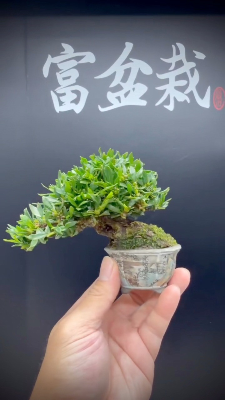 富盆栽Fubonsai 盆栽直播| Taipei