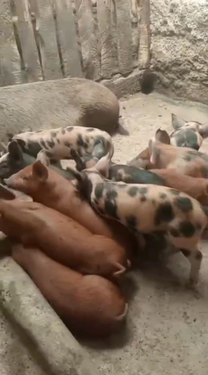 60 Healthy Piglets Available for Sale Breed: Duroc Crossbreeds Quantity ...