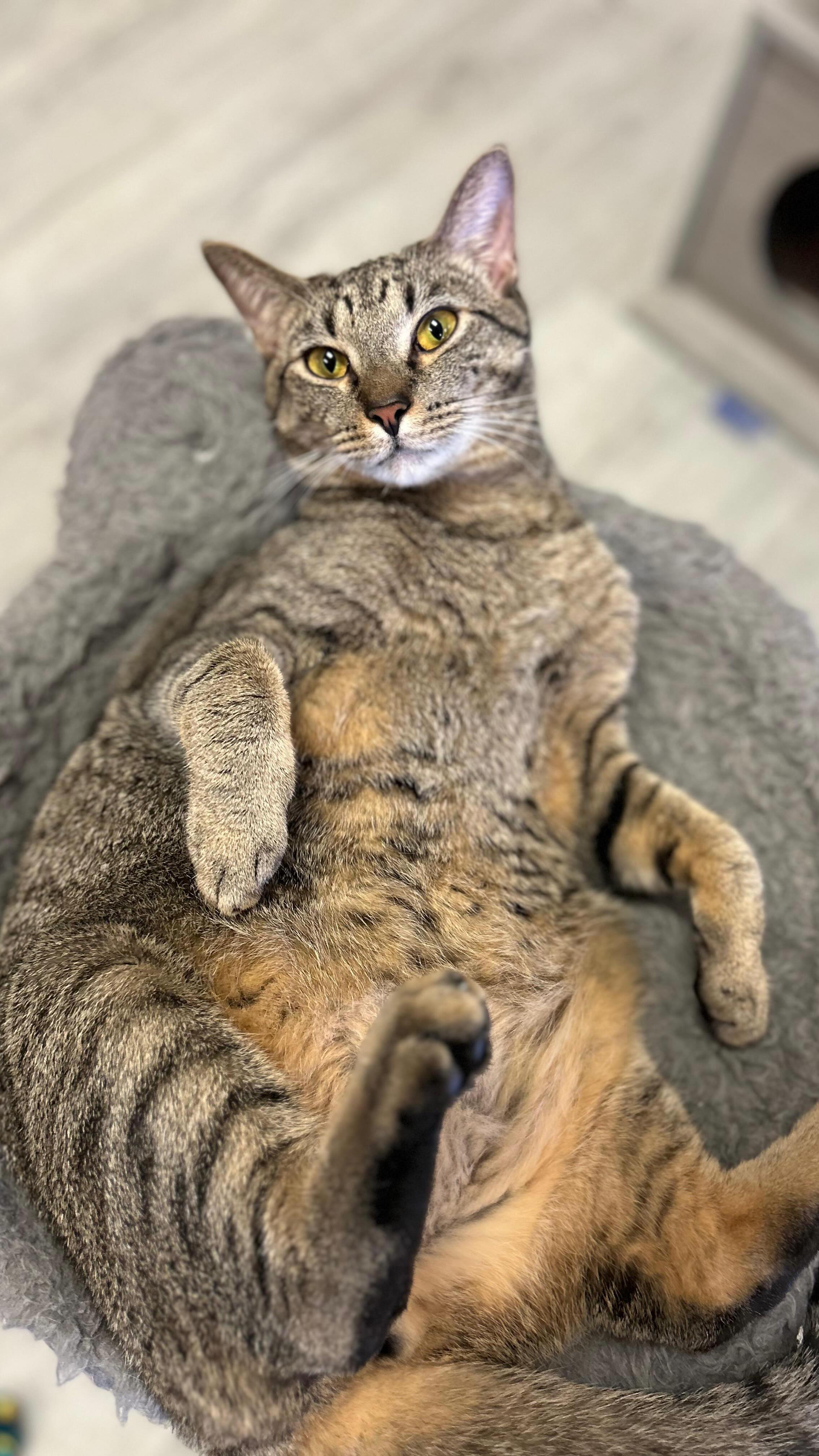 Frisky Cat Cafe | Saint Augustine FL