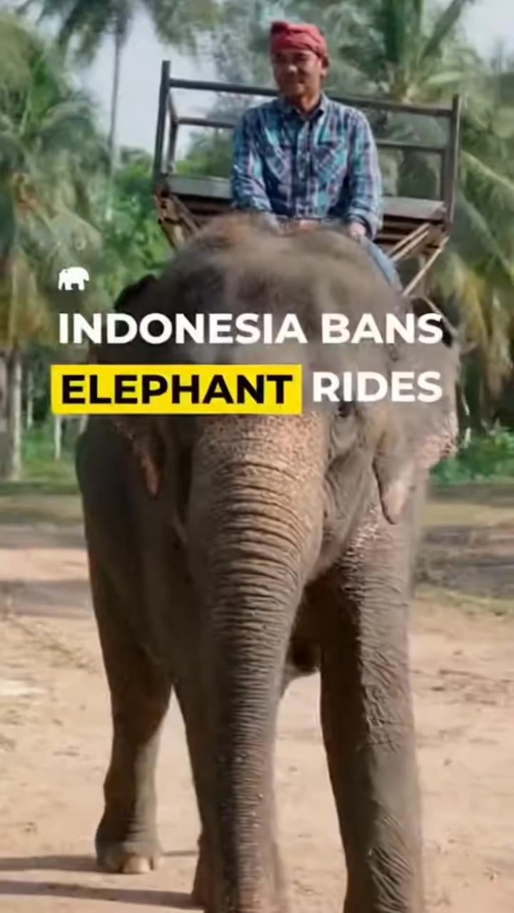 A major shift is happening for elephants in Indonesia. 🐘 The country ...