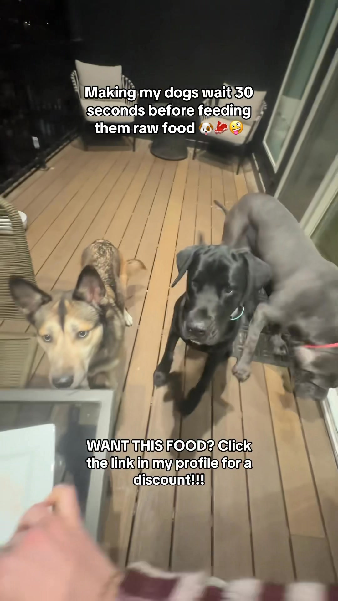 Making my dogs wait 30 seconds before feeding them raw food 🐶🥩🤪 WANT ...