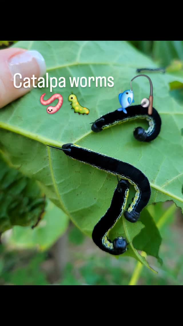 burke fishing lures catalpa worm Catfish Bait I Catfish Pro Catalpa worms are one of natures best catfish baits The use of the Catalpa