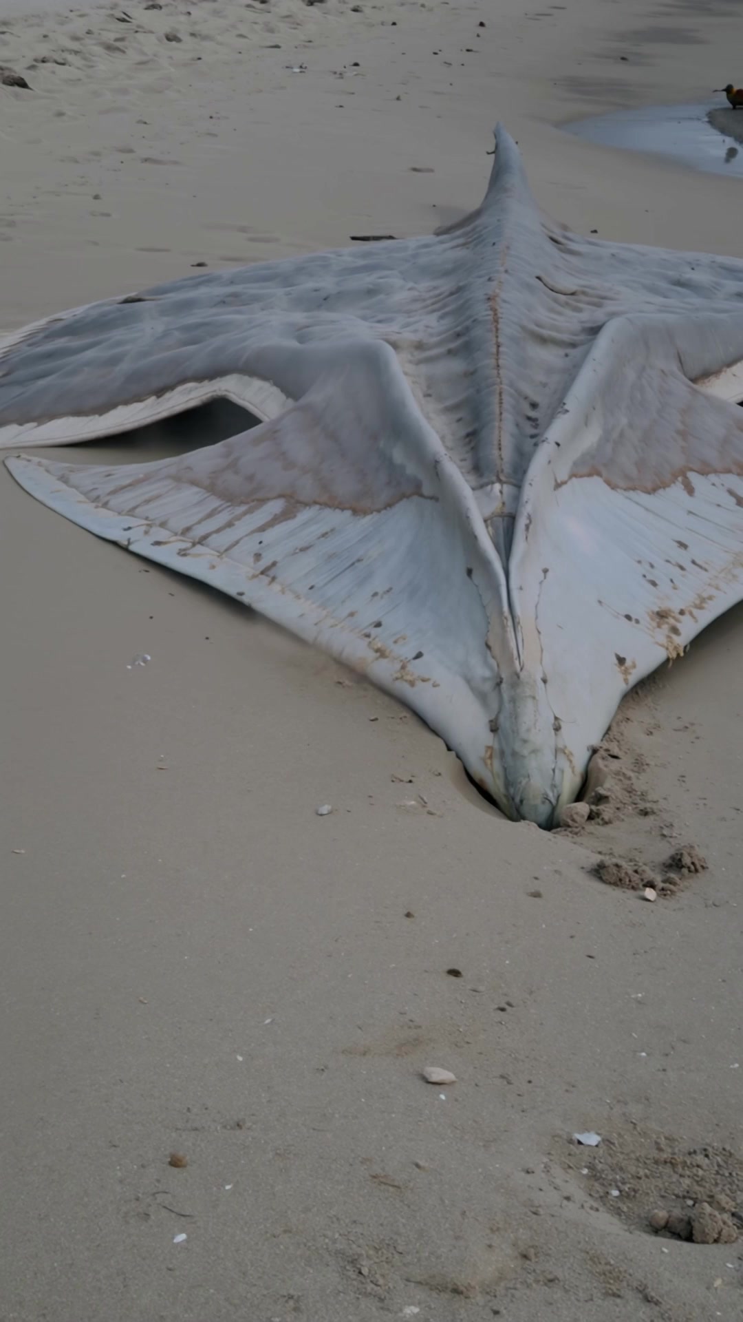 Something Massive Washed Ashore on a Quiet Beach | No One Knows What It ...