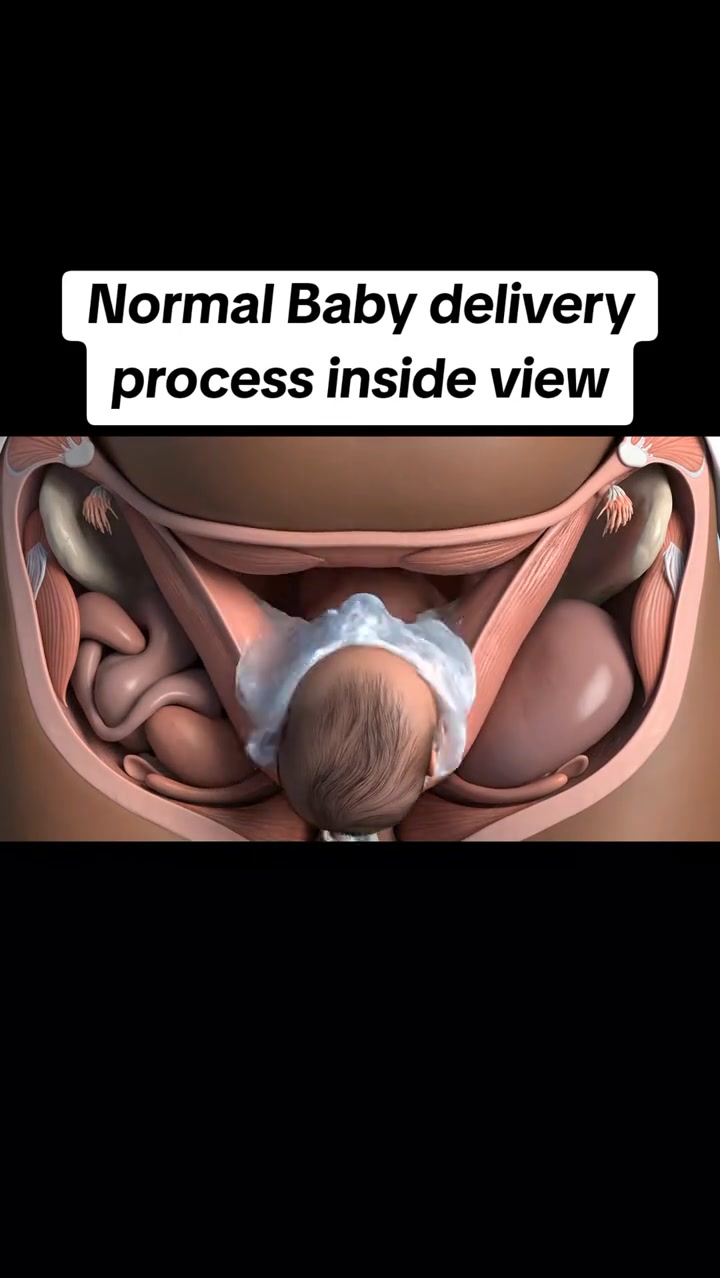 Normal Baby delivery process insideview#process #human #anatomy # ...