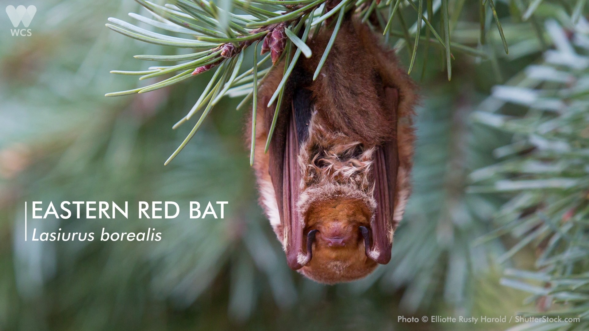 Did you know New York City is home to multiple species of bats? WCS ...