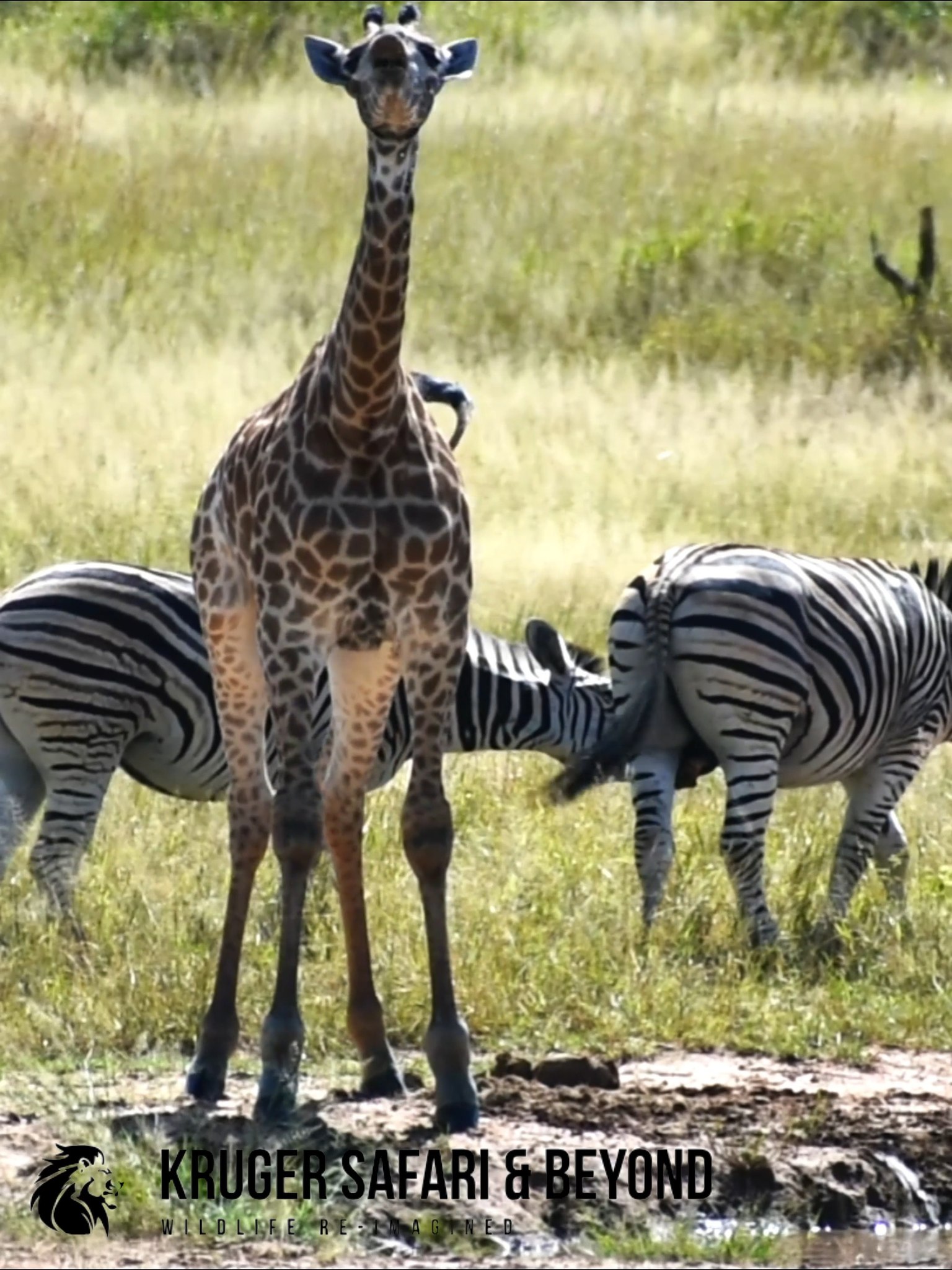 Zebra 🦓 and Giraffe 🦒 #wildlife #zebra #giraffe