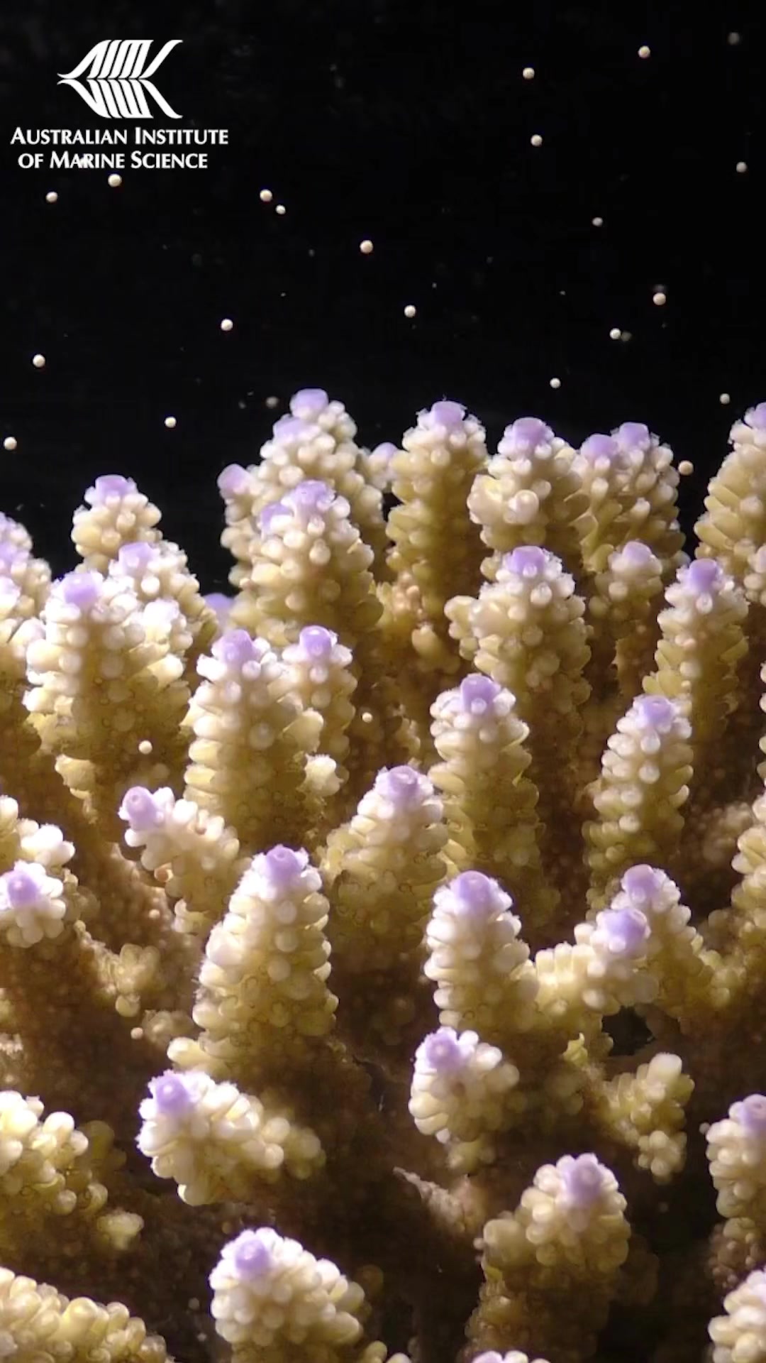 The annual mass spawning of corals in the Great Barrier Reef is one of ...