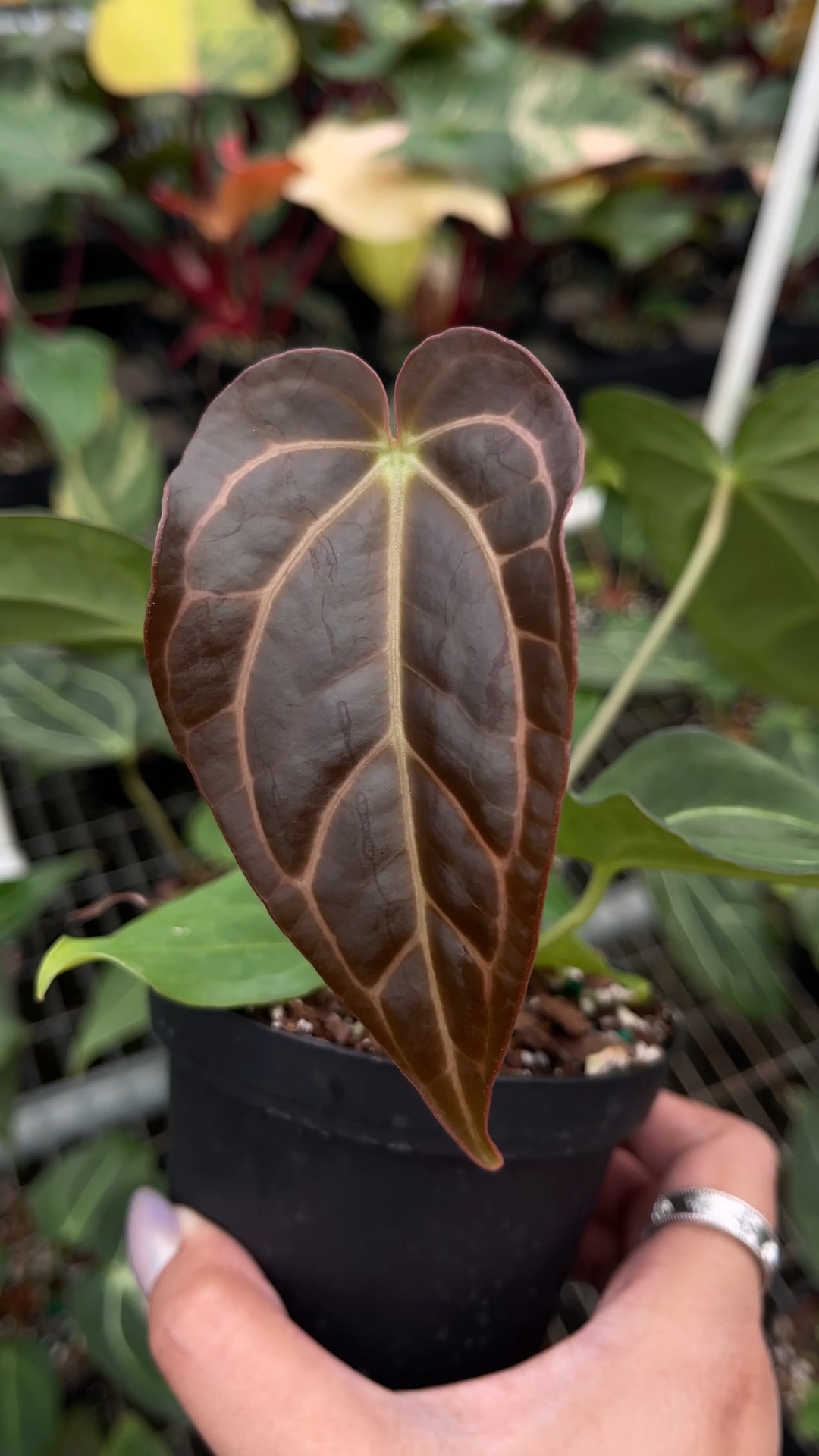 NOW IN STOCK 🙌 This Anthurium 'Carlablackiae x Crystallinum' is