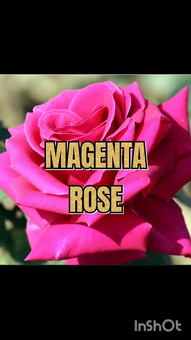 🌹💐 MAGENTA ROSE 💐🌹 Book Appointments @ www.vagaro.com
