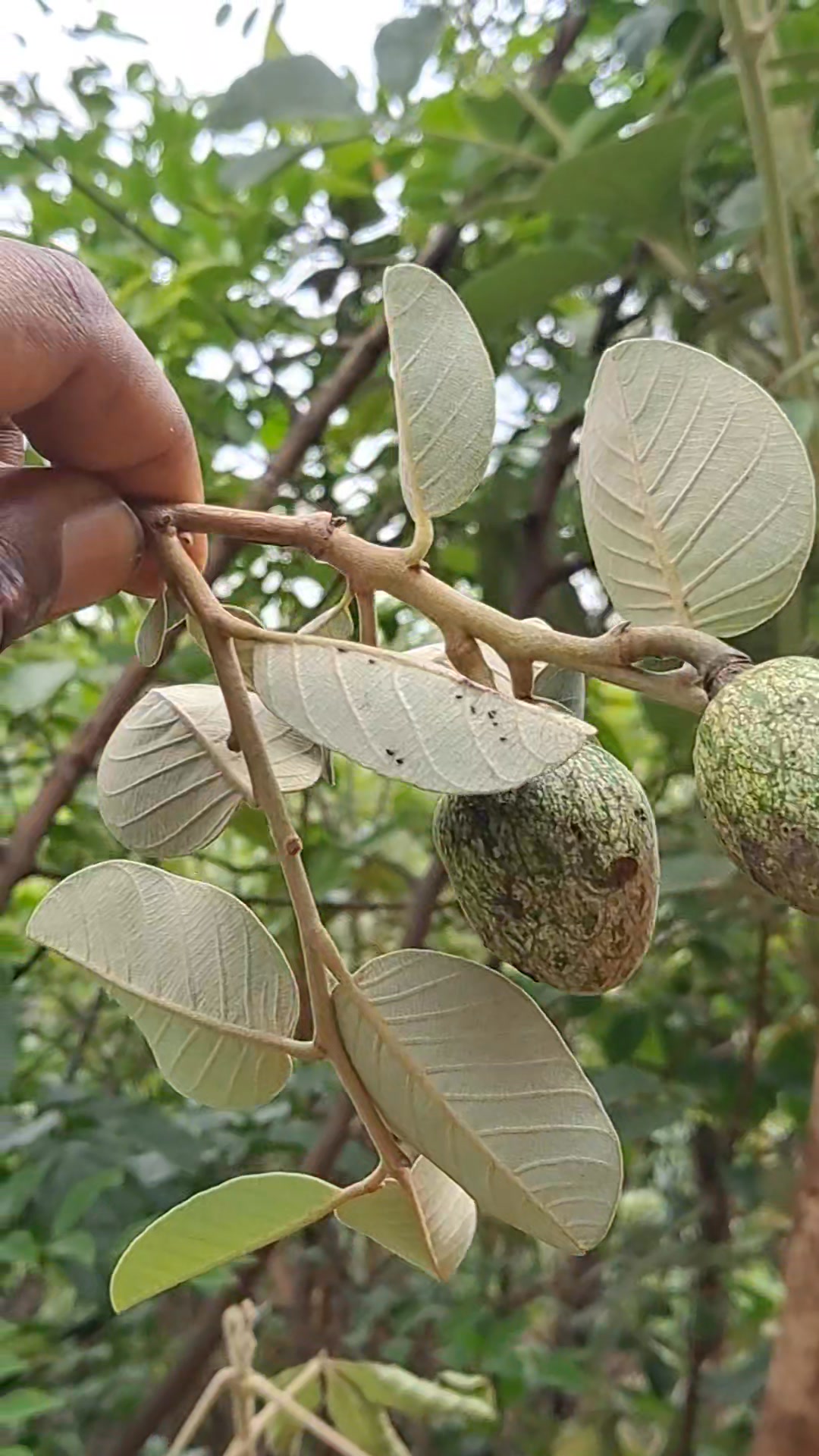 le-corossol-sauvage-aussi-connu-sous-le-nom-de-graviola-poss-de-de