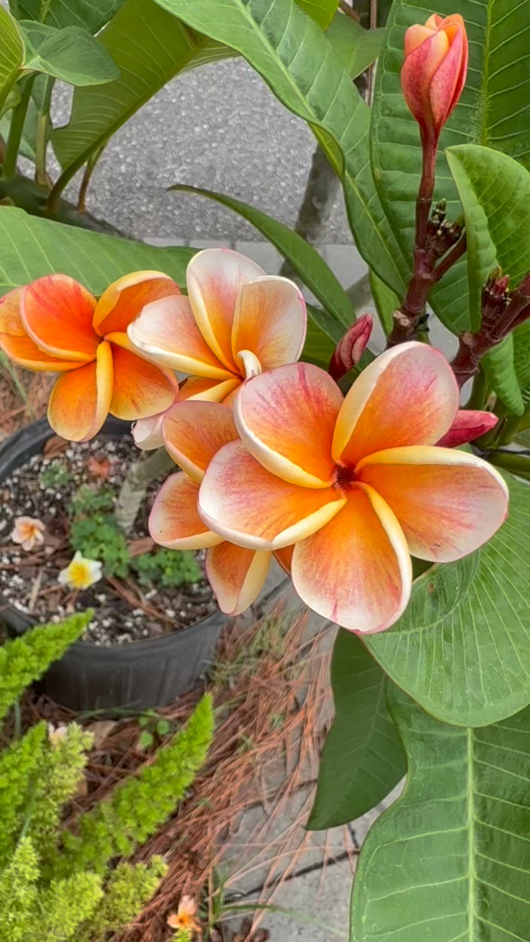🧡How do you feel about orange Plumeria varieties? This is one of