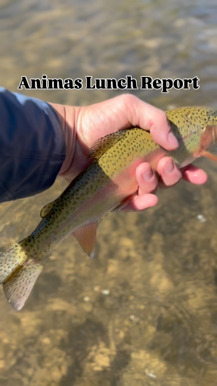 Angry August #animaslunchreport . #flyfishing #duranglers #troutbum # ...
