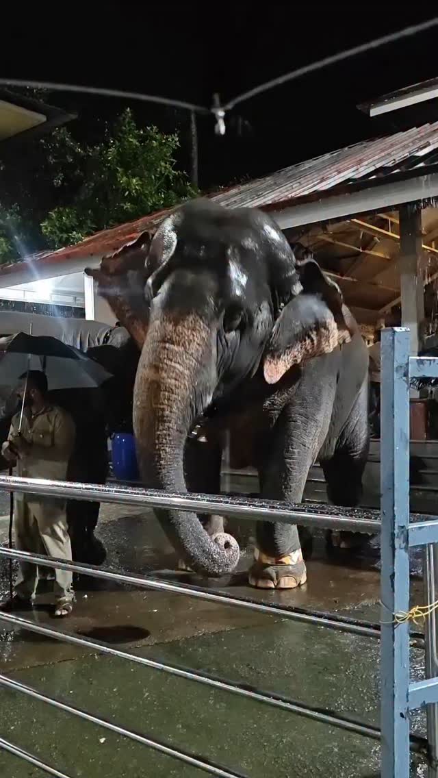 ಧರ್ಮಸ್ಥಳದ ಆನೆಯ ಸಂತಸ... #dharmasthala #dharmastala #elephant #dance #