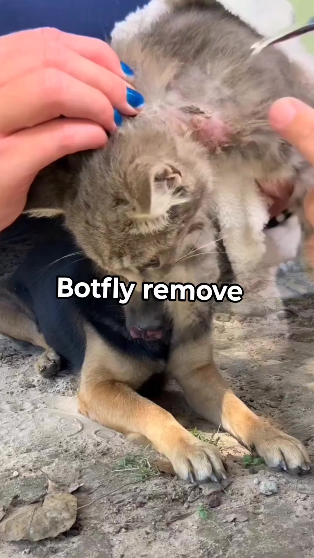 Cat botfly remove. #botfly #treatment #catrescue | Thuhin Alom | Facebook