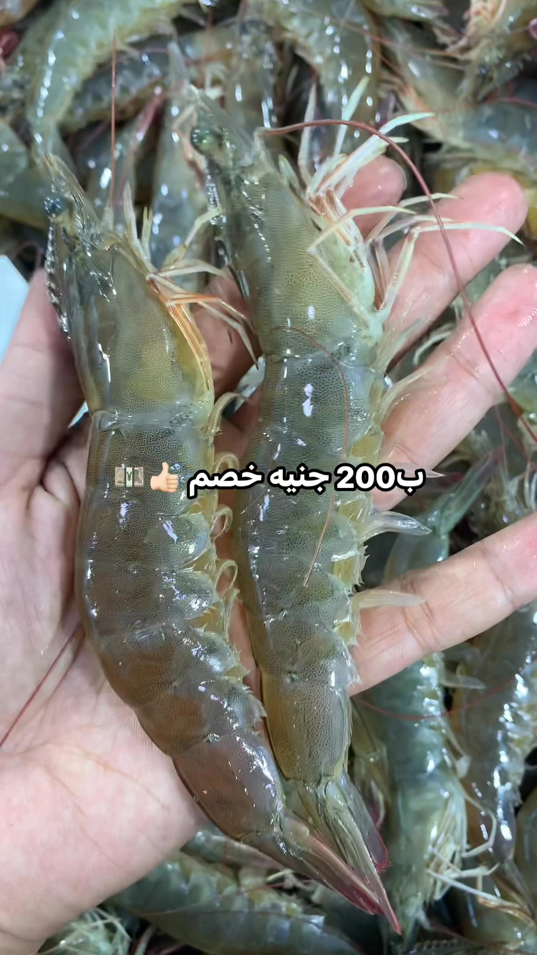 ب200 ج خصم فوري ع سعر الكيلو | البوسفور مملكه الفوسفور Tanta | Facebook