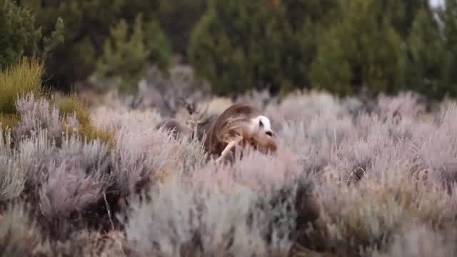 Darn tree !!🤨😭🤬 . . #muledeer #buck #fight #rut | MuleyPhotos | Facebook