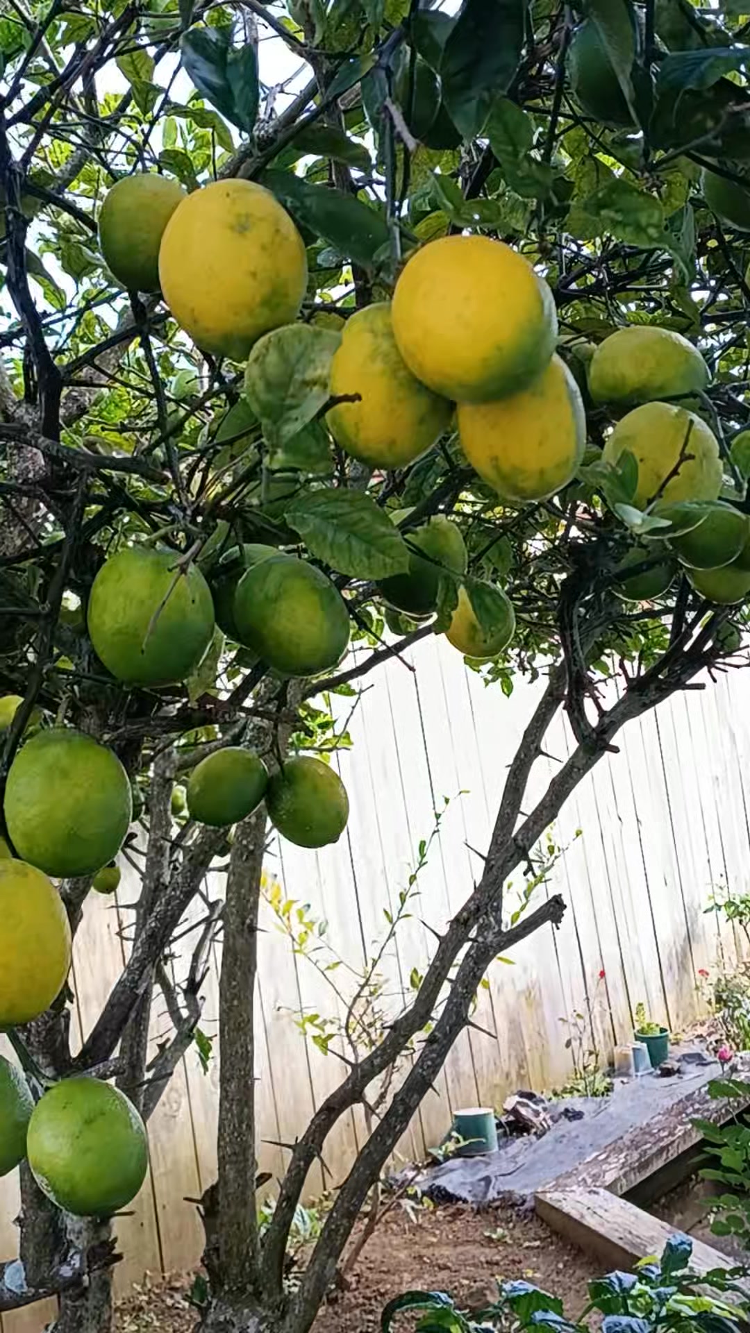ponkan Chinese Honey Orange, my favorite citrus. I'm already