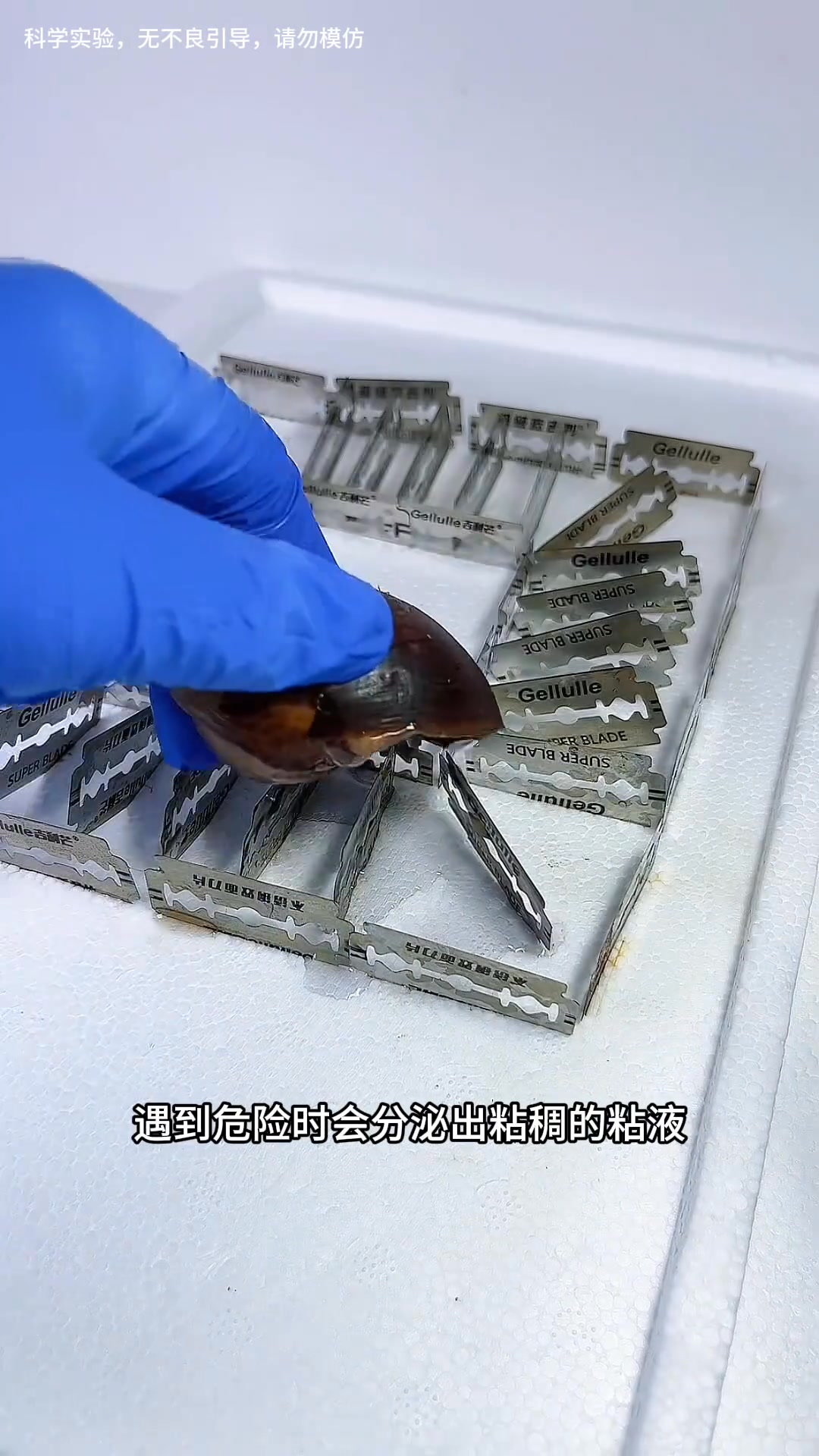 當黏糊糊的非洲大蝸牛遇上了粘性“最強”的膠水，究竟誰會更黏一籌？#非洲大蝸牛 #解壓 #趣味實驗 #水蛭 | 徐同學的世界 | Facebook