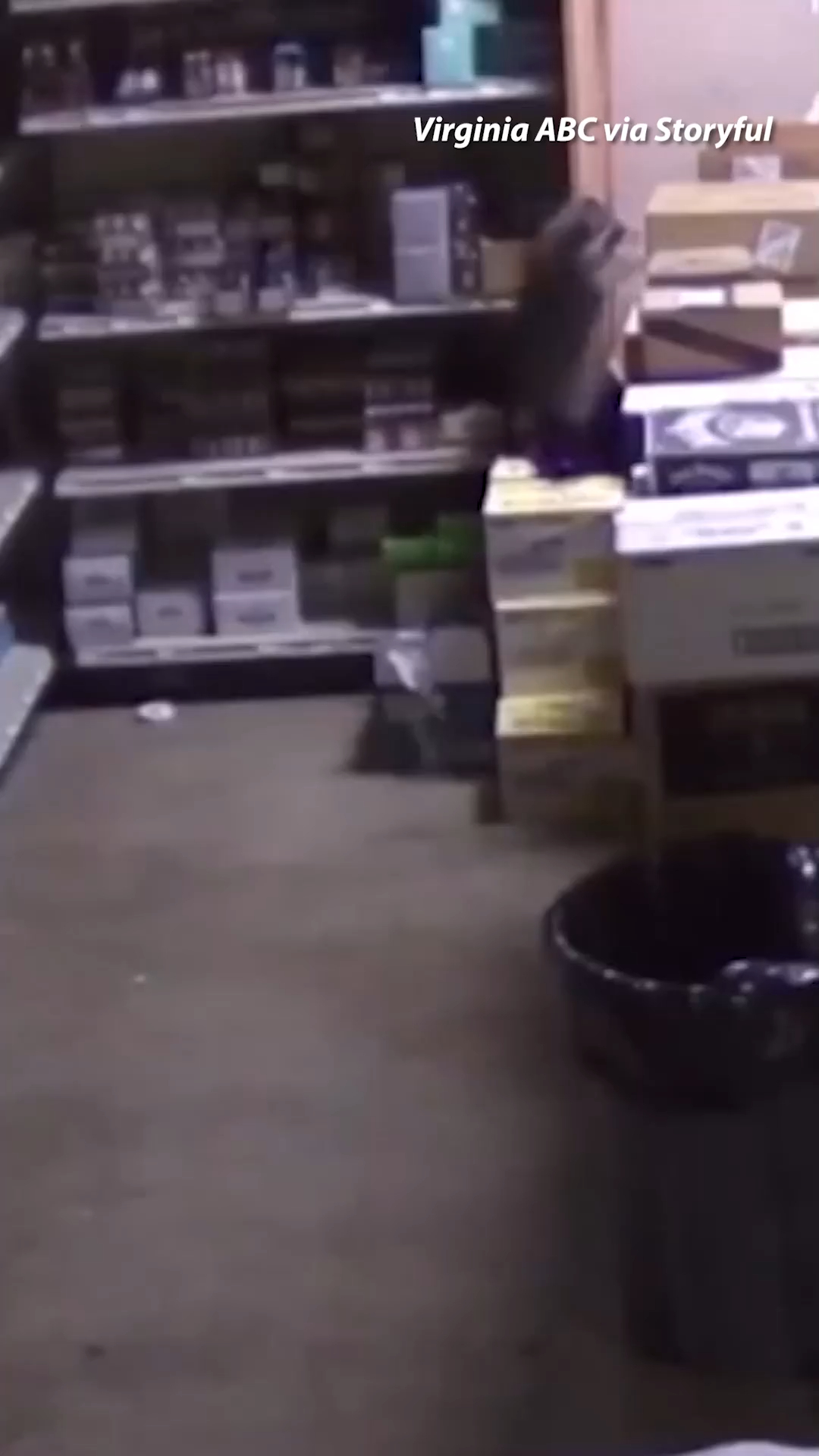 🦝🍾😵‍💫🌀 Virginia raccoon fell through a liquor store ceiling, tore the ...