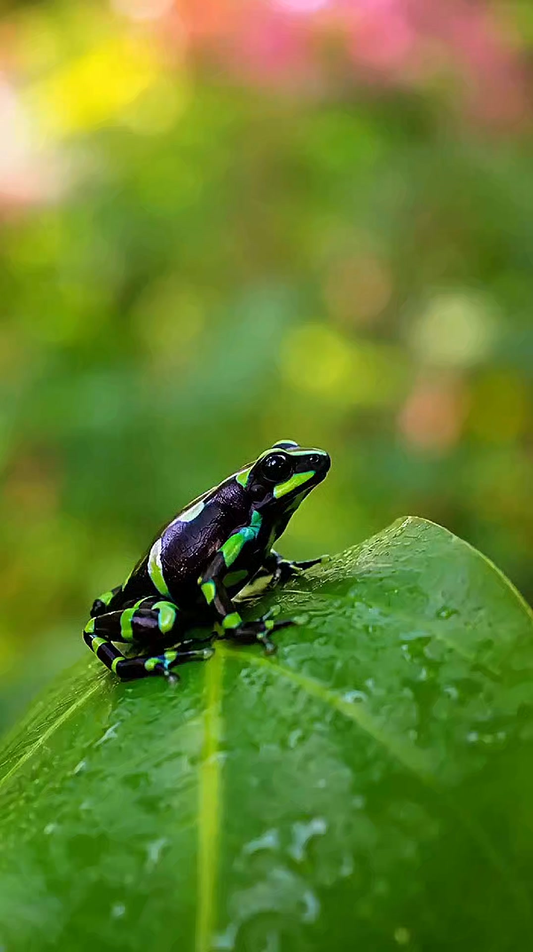 The Jewels of the Rain Forest Nature's most vibrant warning. These