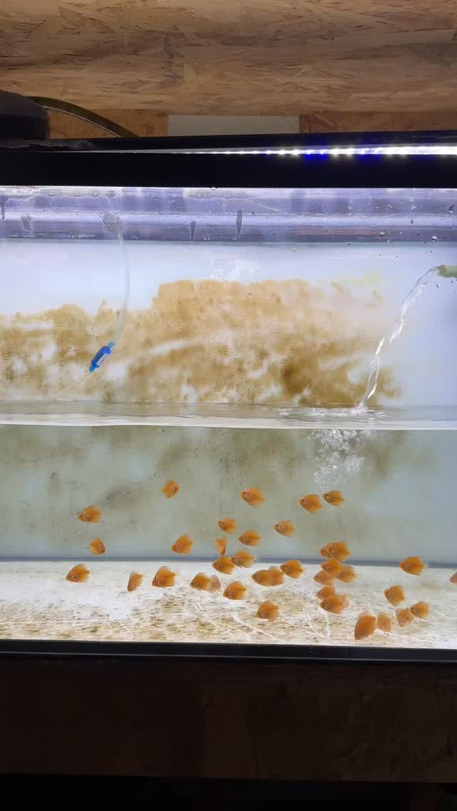 Big water change for my discus fry after yesterday’s potassium ...