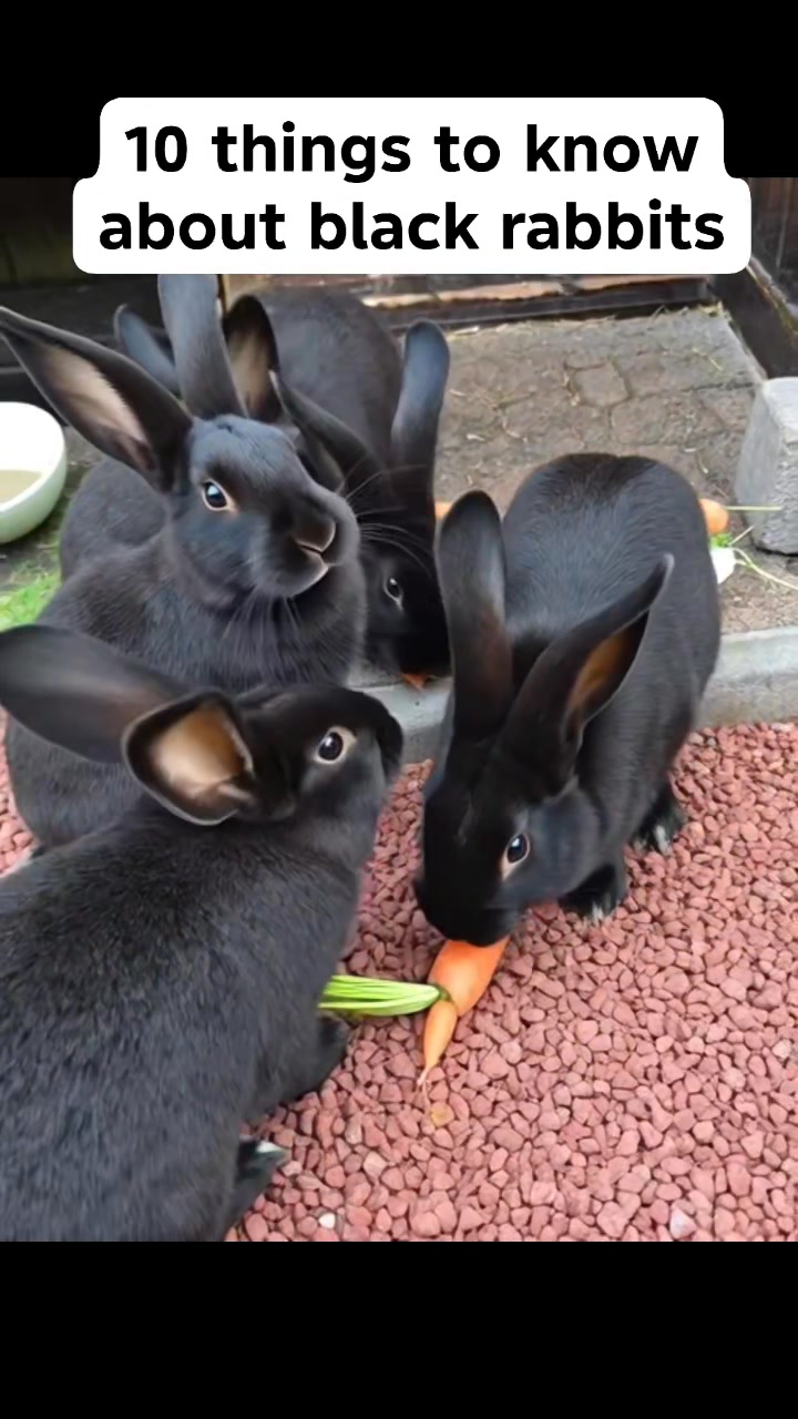 10 things to know about black rabbits: 1. Color Variety – Many rabbit ...