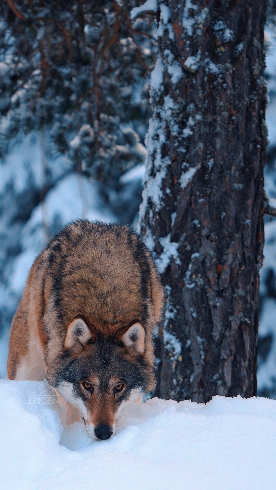 While most animals hide from the cold, wolves roam further than ever. ️ ...