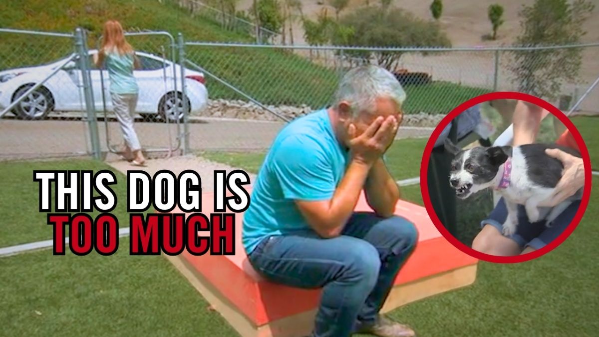 Isaboo’s walks in the park are filled with chaos. She barks, lunges ...