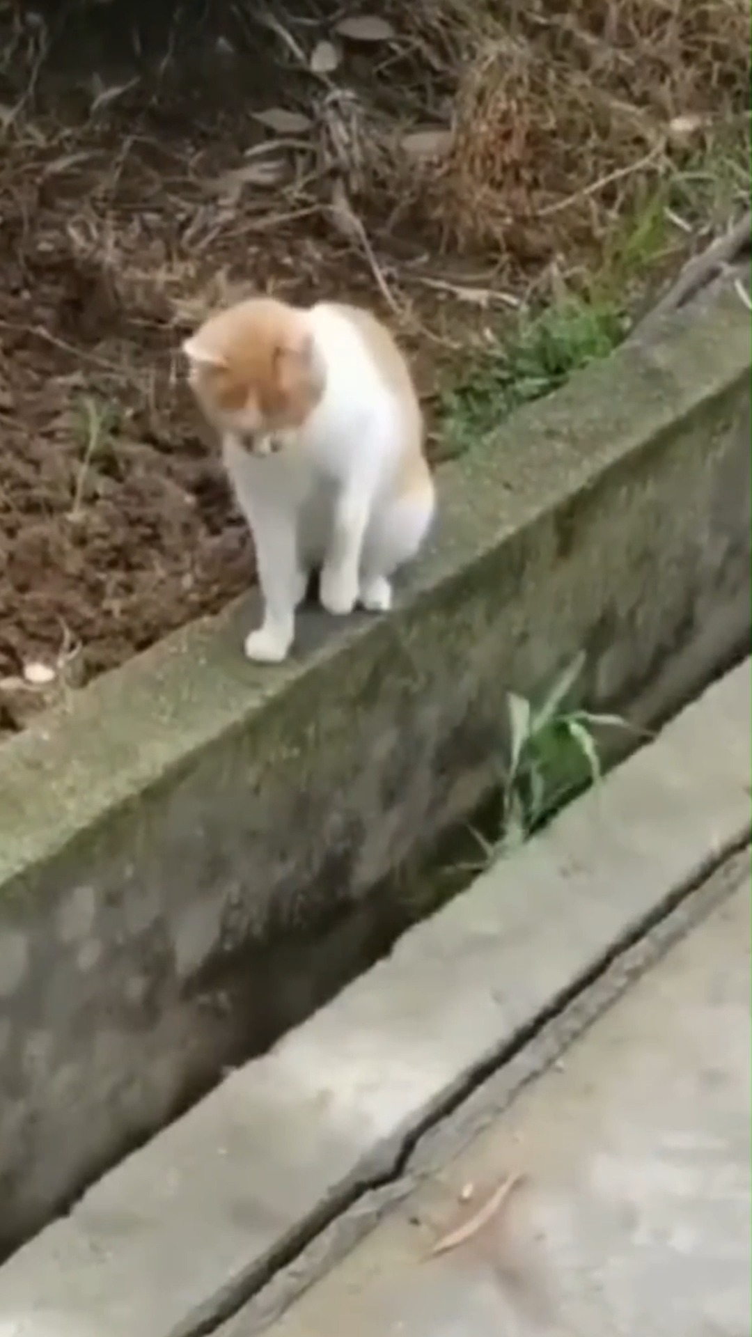 Funniest pet Moments Will Make You Laugh to Tears 😼 #cat #catlover #pet ...