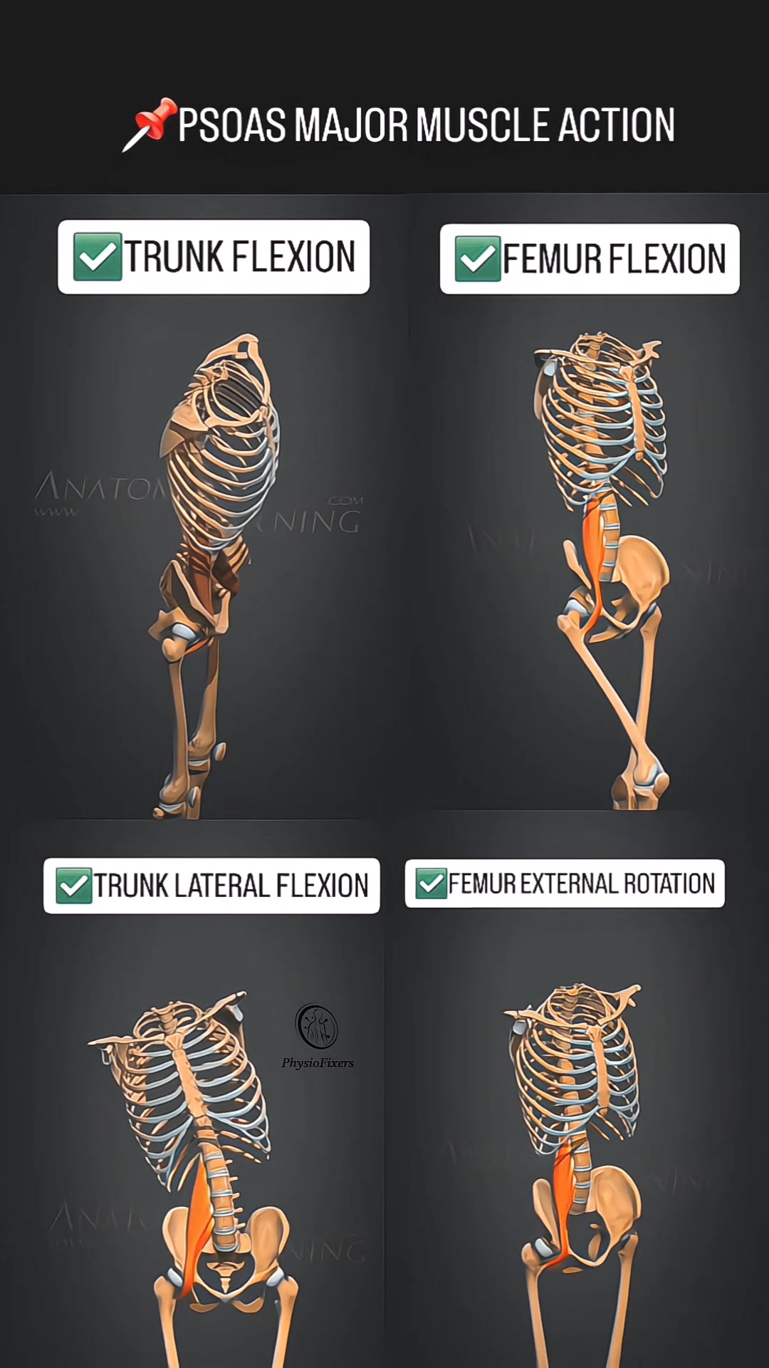 The Psoas Major is a deep core stabilizer and one of the most powerful ...