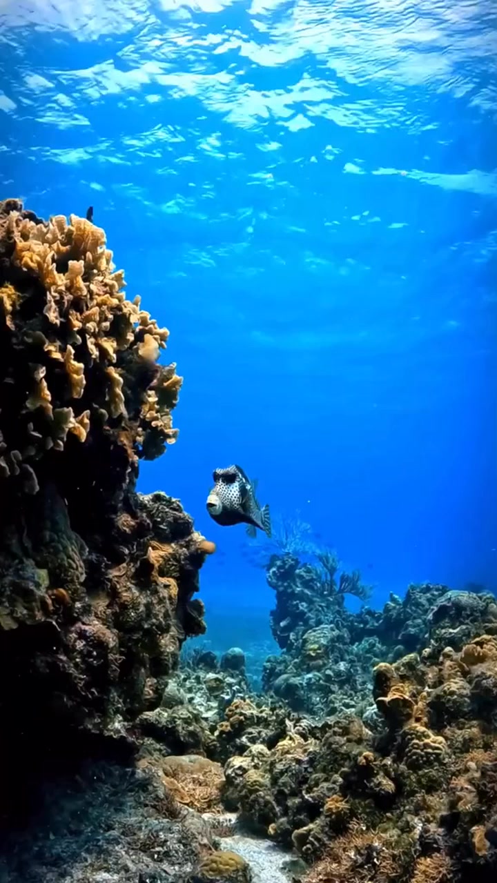 Dive into the World of the Spotted Trunkfish! The Spotted Trunkfish ...