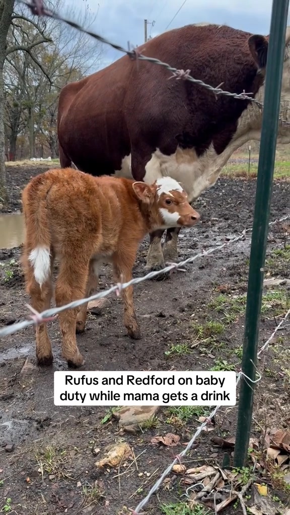 Rufus and Redford on baby duty 😂😂 #rufusthebull #rufus #family # ...