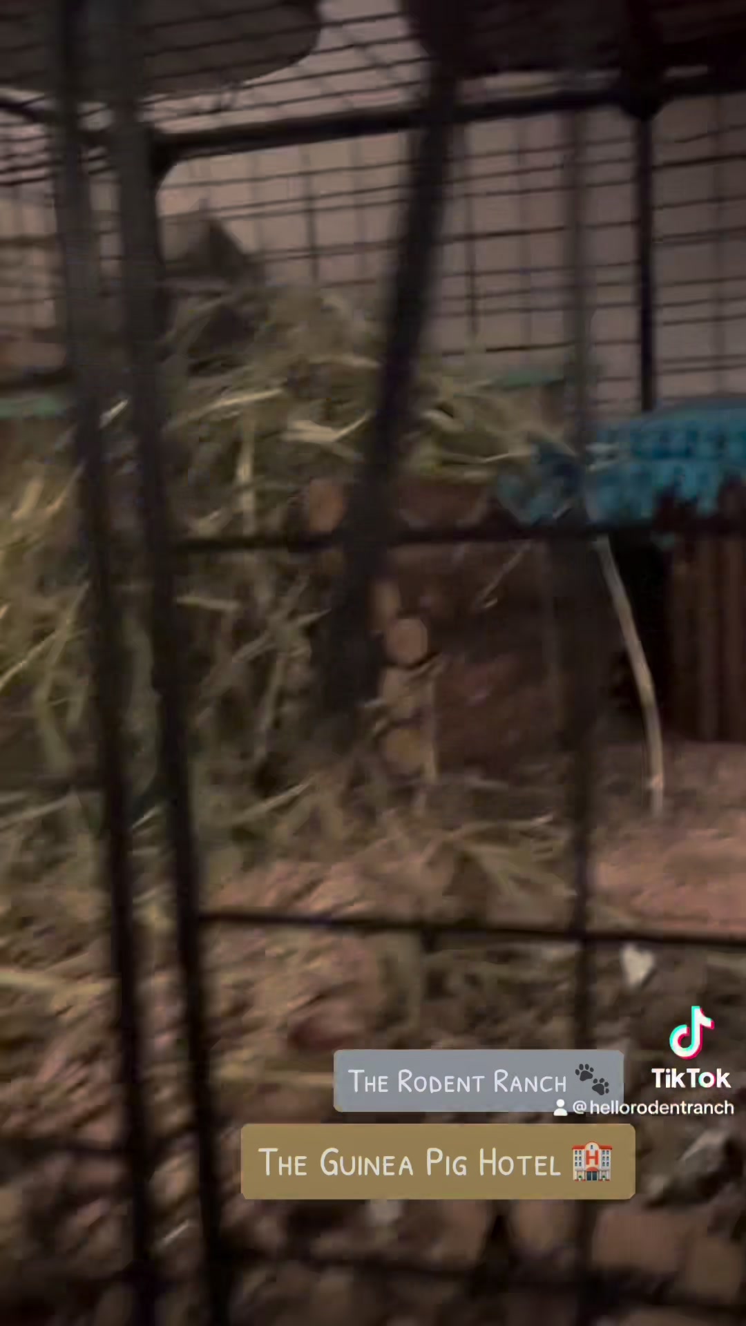 The Rodent Ranch | Barnet