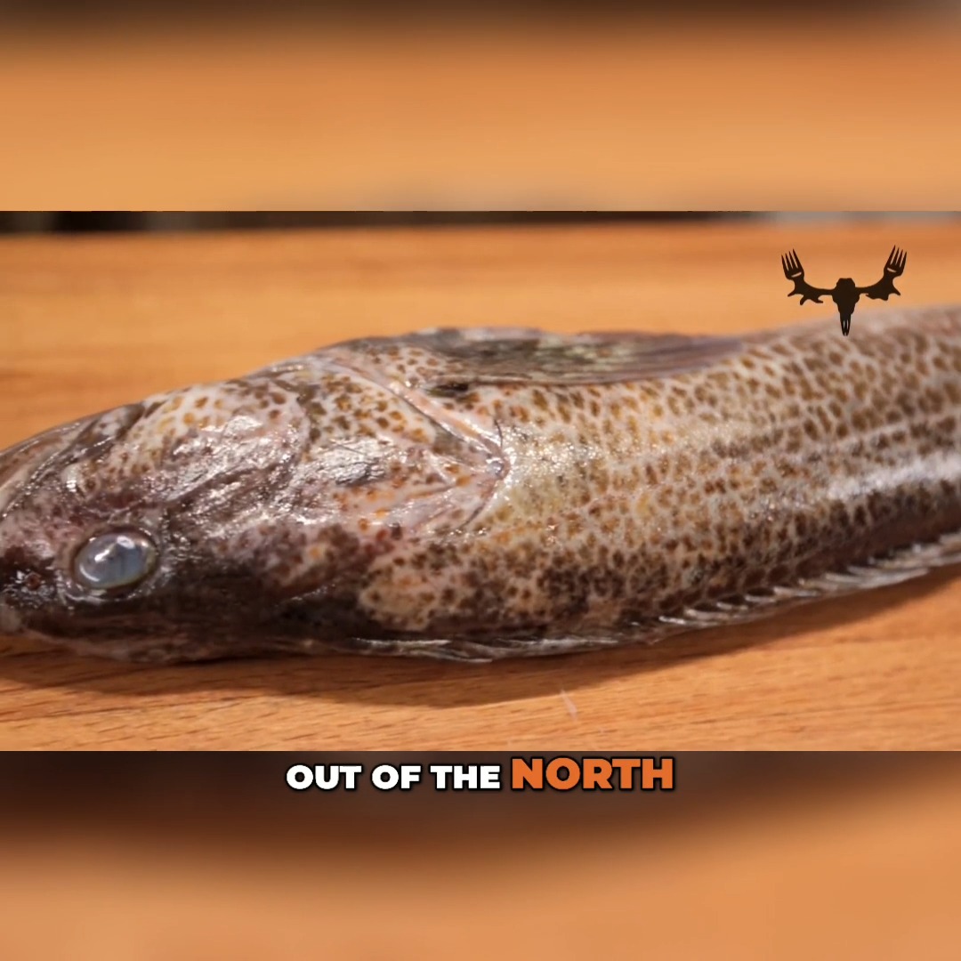 Steven Rinella and Andrew Radzialowski break down how to fillet one of ...