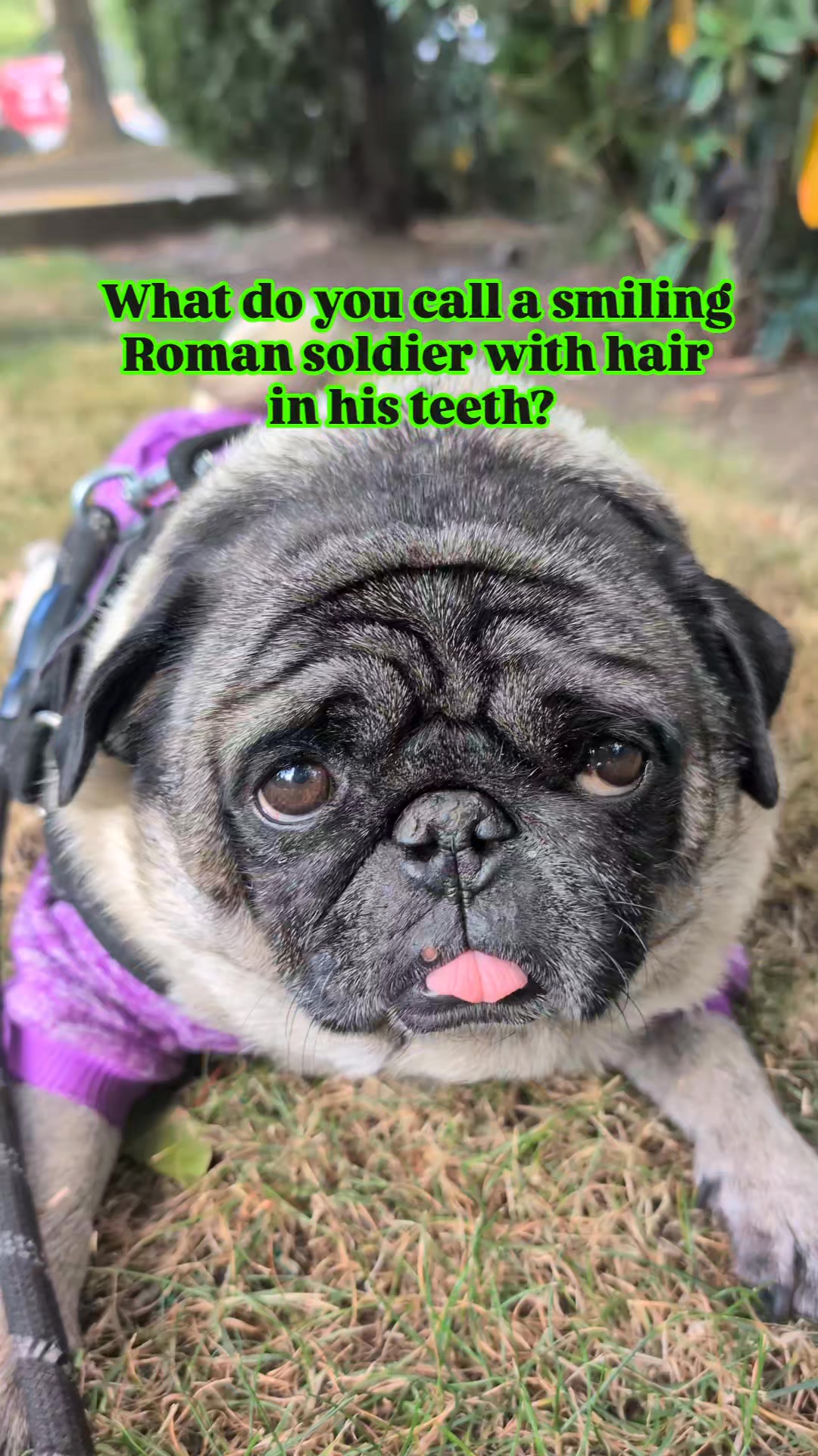 A smiling Roman soldier with hair in his teeth #pug #puglife #gladiator ...