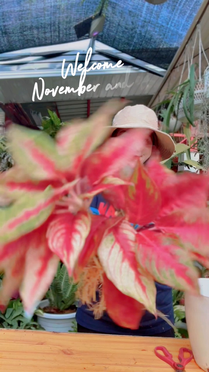 Hello November and 🪴 Happy Weekend #everyone ️🥰 Thank you for the ...